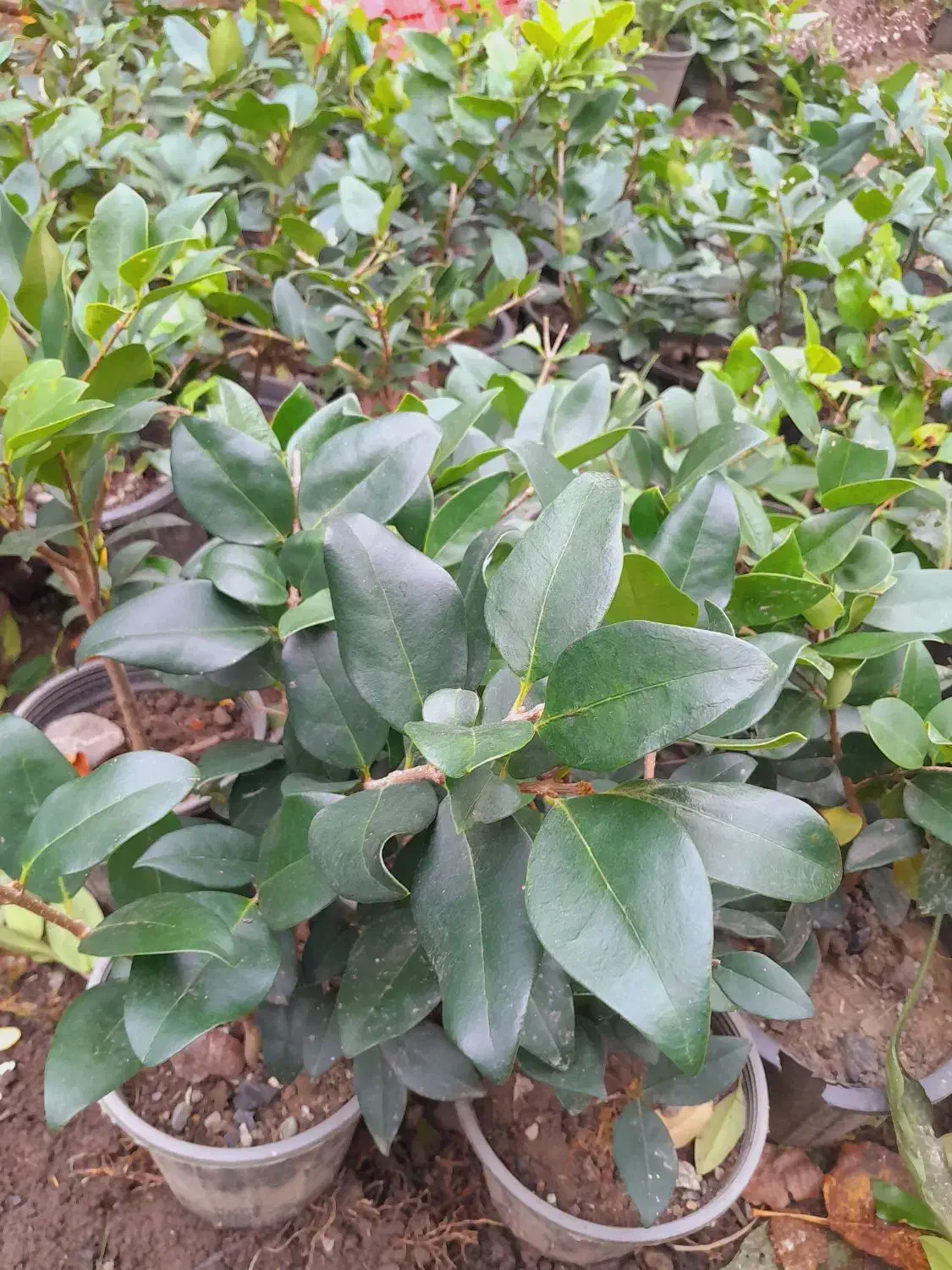 یاس و شمشاد و یوکا|گل و گیاه طبیعی|تنکابن, |دیوار