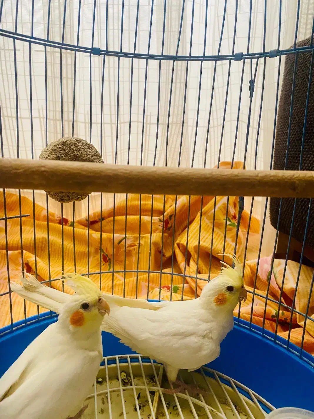 عروس هلندی|پرنده|مشهد, هفت تیر (آب و برق)|دیوار