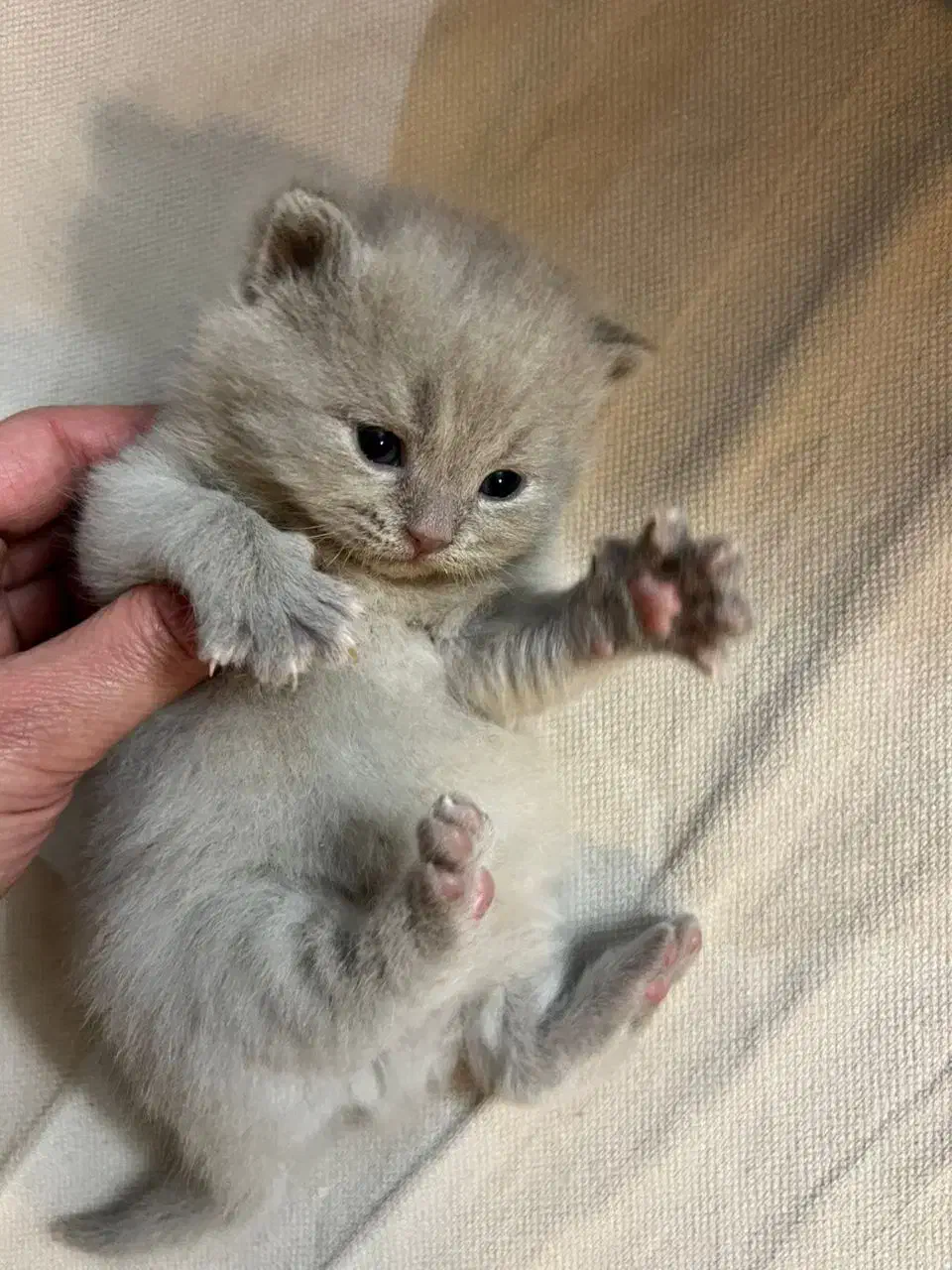 گربه اسکاتیش|گربه|مشهد, هفت تیر (آب و برق)|دیوار