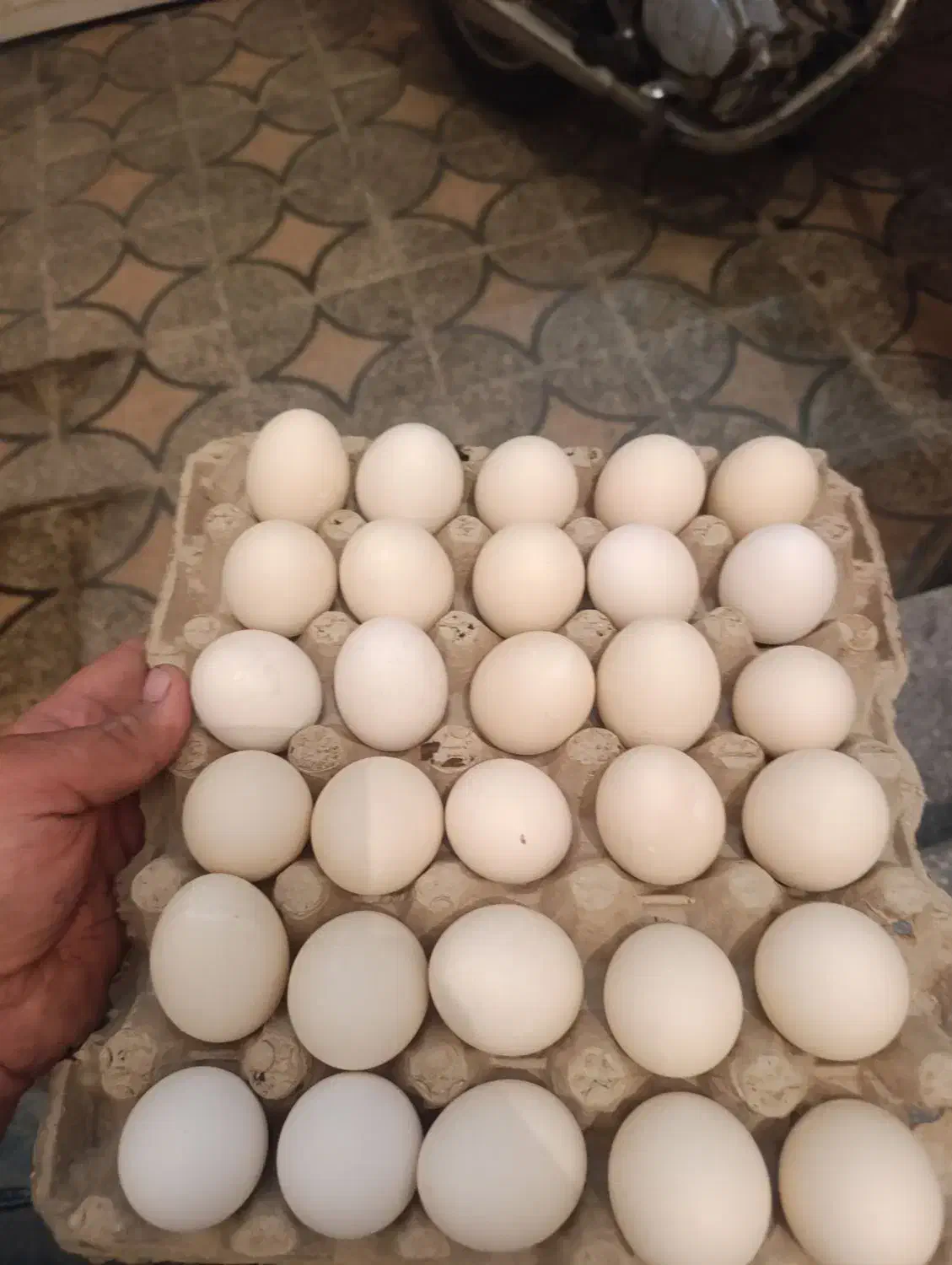 تخم مرغ محلی|خوردنی و آشامیدنی|شیراز, پودنک|دیوار