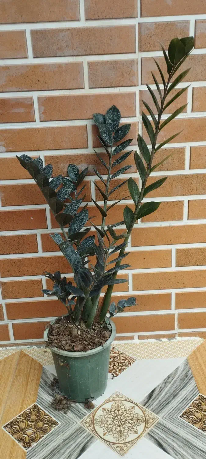 زامفولیا بلک|گل و گیاه طبیعی|گتاب, |دیوار