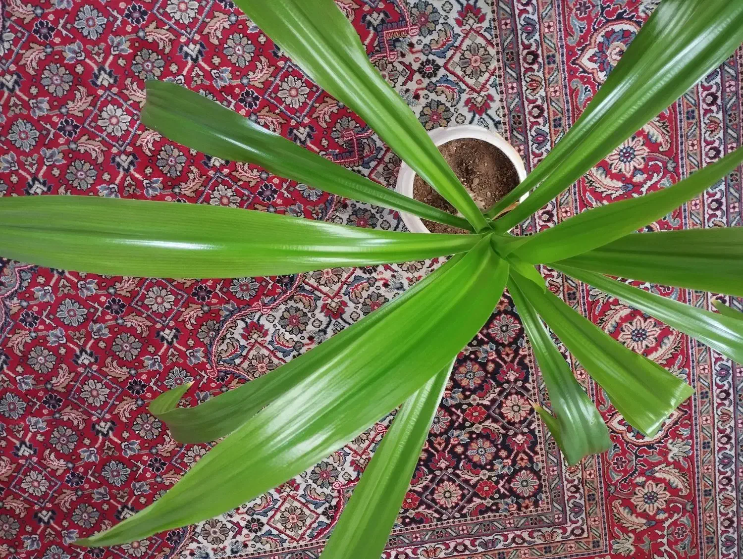 گل موزی|گل و گیاه طبیعی|کرمان, |دیوار