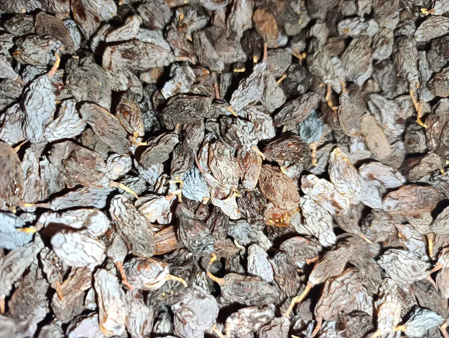 مویز|خوردنی و آشامیدنی|شیراز, دشت چنار|دیوار