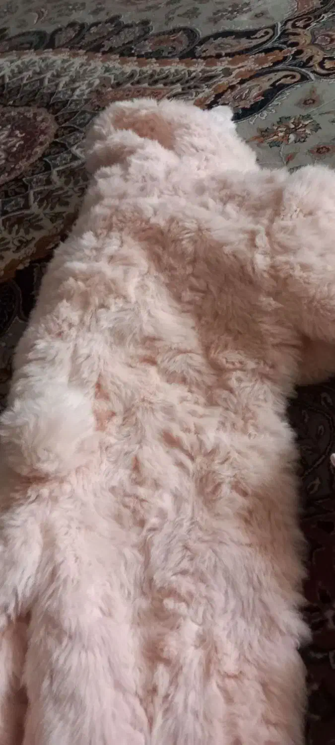 کاپشن سرهمی مدل خرگوشی|کفش و لباس بچه|لاهیجان, کوی آزادگان|دیوار