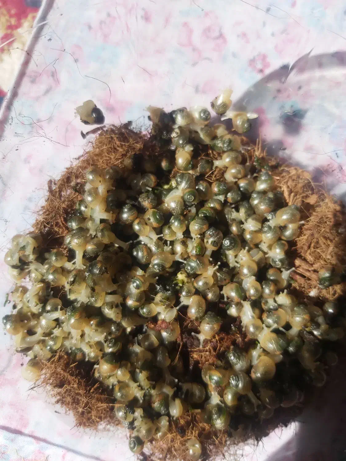 حلزون|خزنده|کرمان, |دیوار