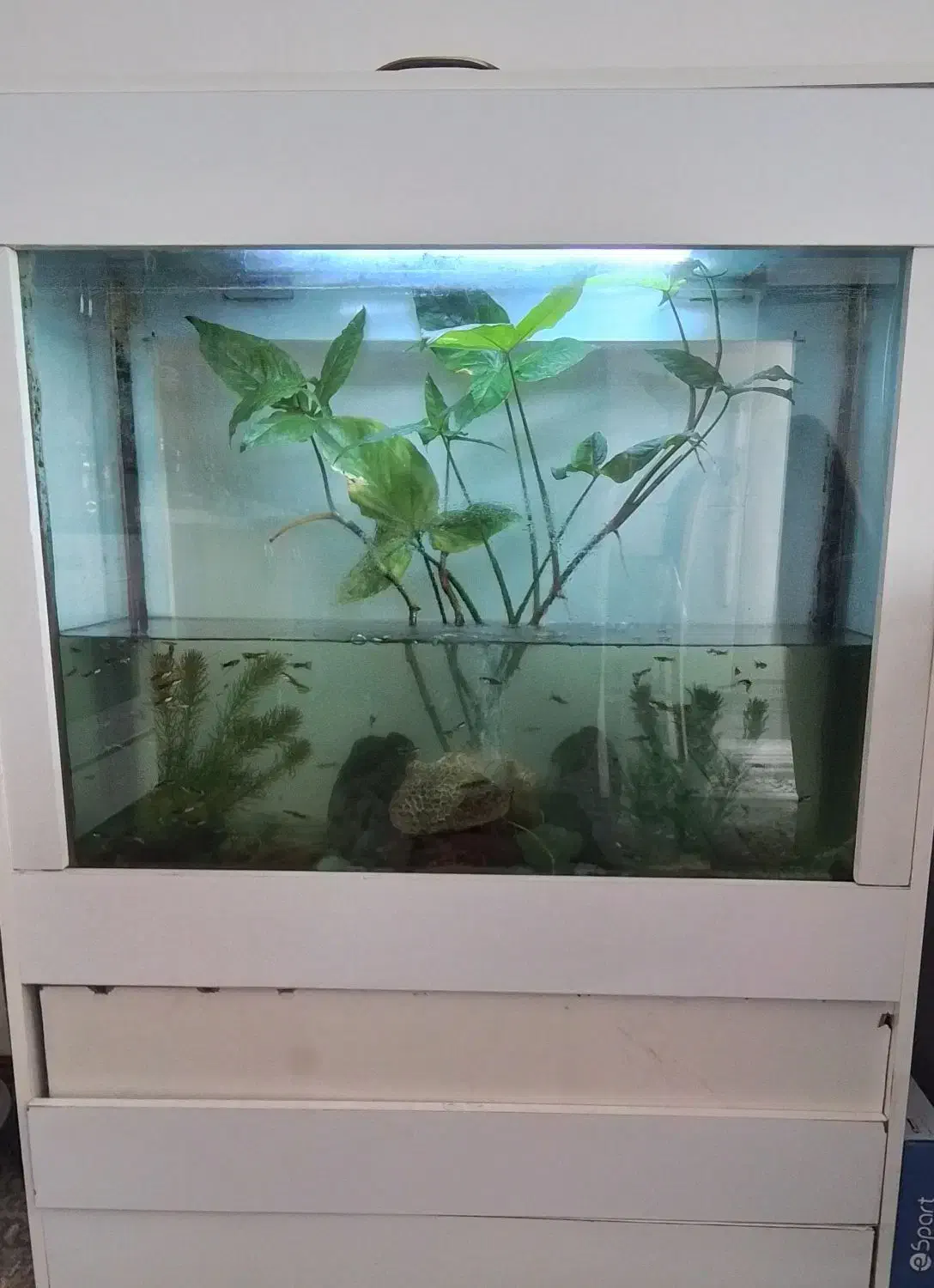 ماهی کوپی|ماهی|فردیس, سرحدی|دیوار