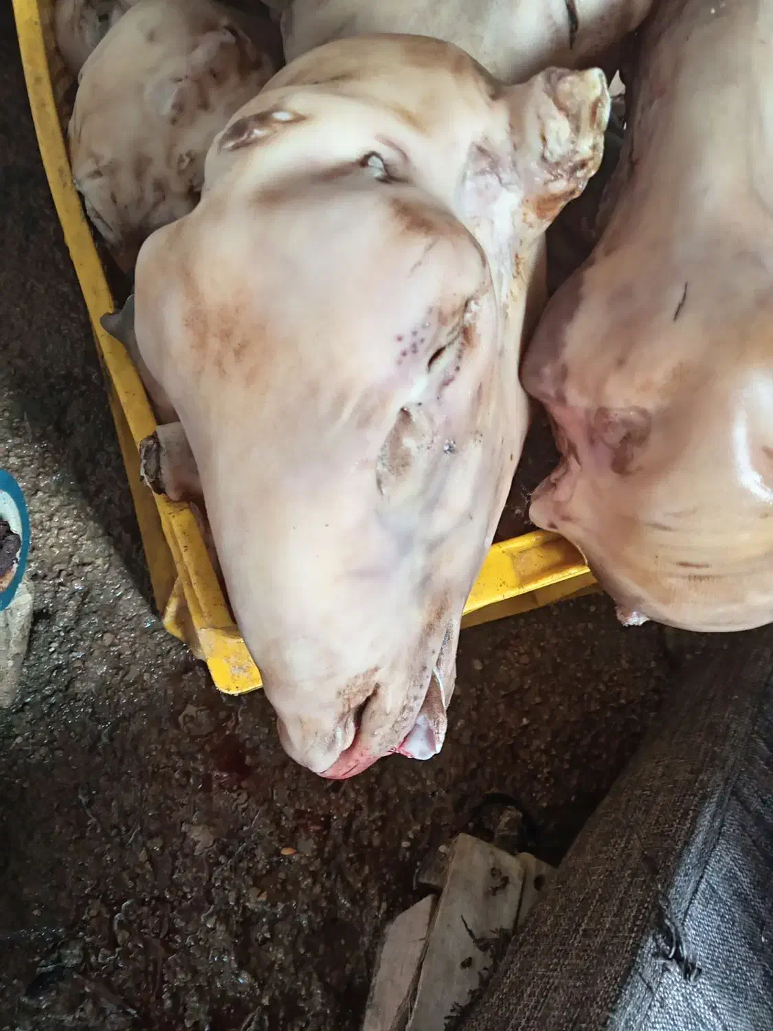 کله تمیز آماده پخت|حیوانات مزرعه|برازجان, |دیوار