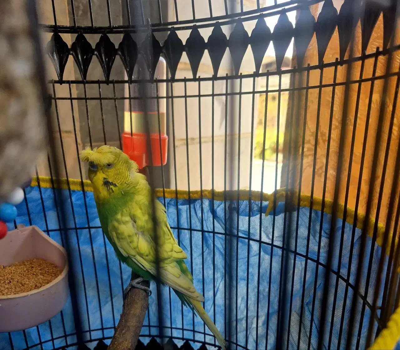 فروش مرغ عشق|پرنده|خان ببین, |دیوار