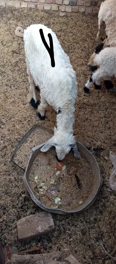 حیوانات|حیوانات مزرعه|هامون, |دیوار