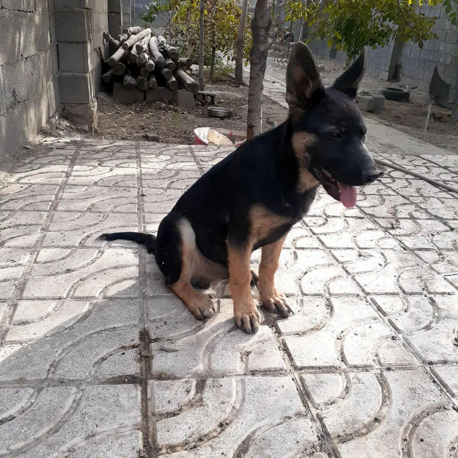 واگذاری سگ|سگ|چناران, |دیوار