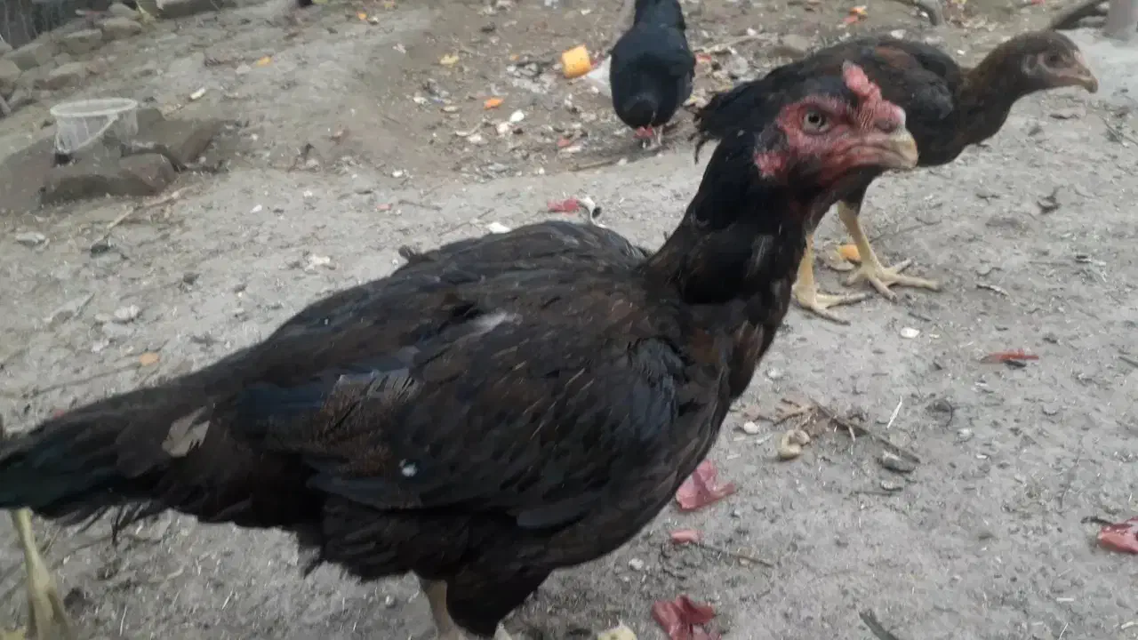 فروش مرغ و خروس لاری و محلی|حیوانات مزرعه|بناب, |دیوار