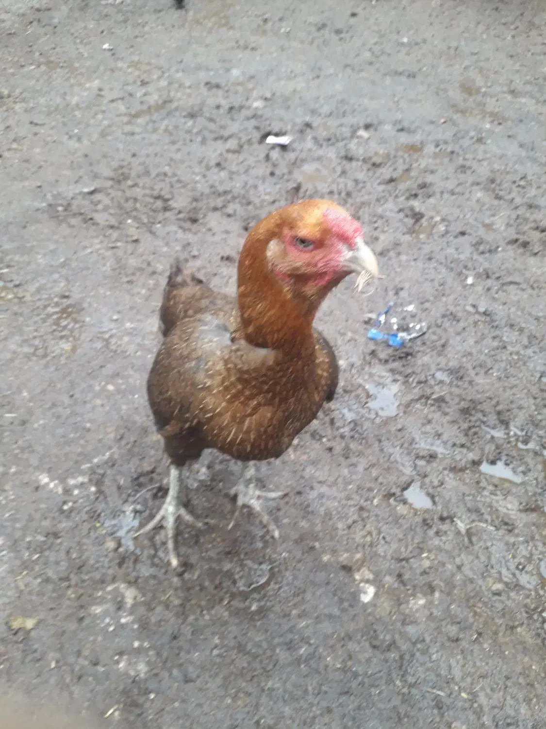 مرغلاری|حیوانات مزرعه|گرمخان, |دیوار