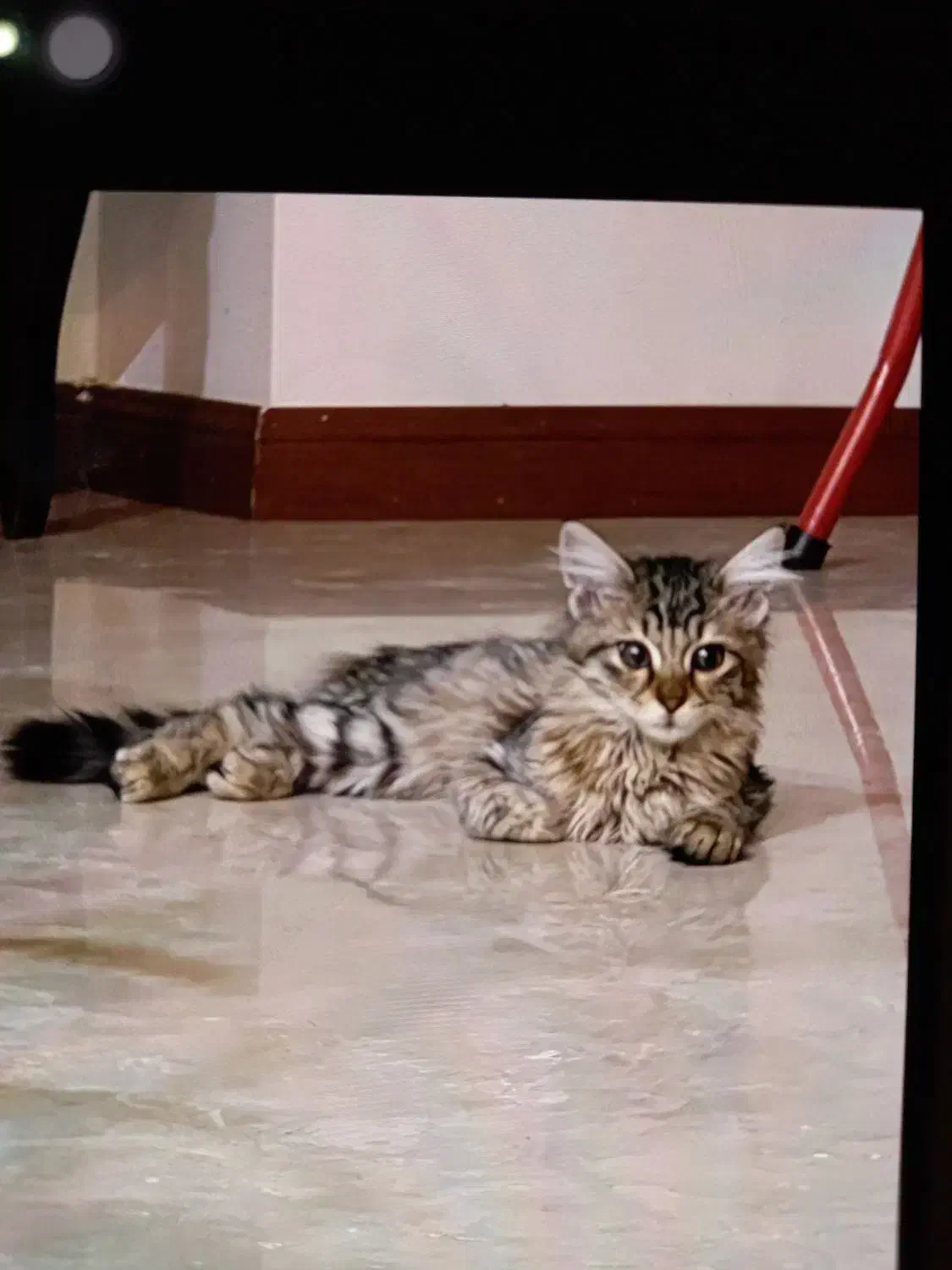 گربه ۵ ماهه ماده|گربه|تهران, صادقیه|دیوار