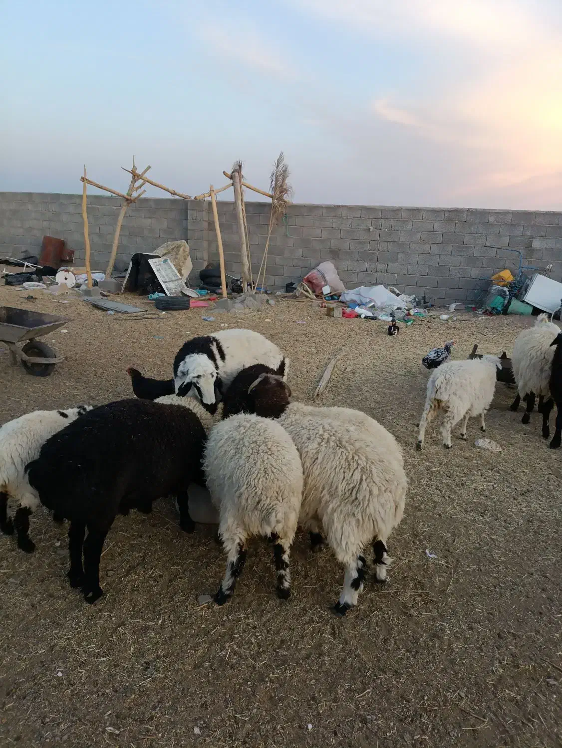 بره شیر چاق|حیوانات مزرعه|سیرجان, |دیوار