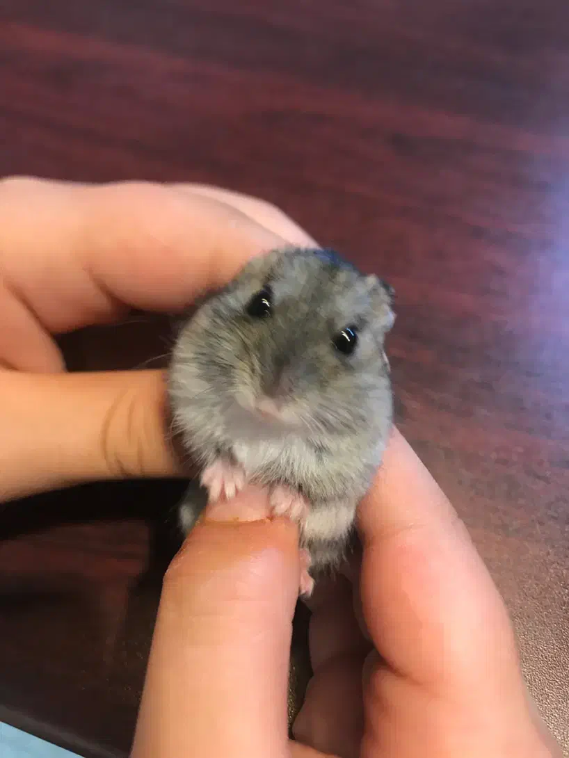 همستر زرنگ|موش و خرگوش|تهران, تهرانپارس جنوبی|دیوار