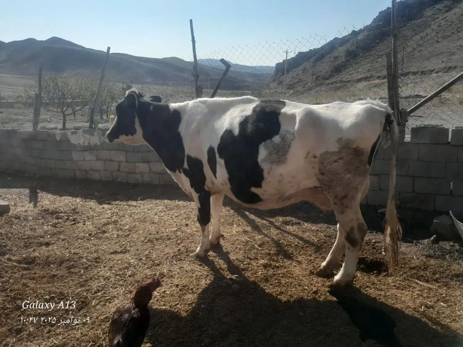 گاو شیری|حیوانات مزرعه|بجنورد, |دیوار