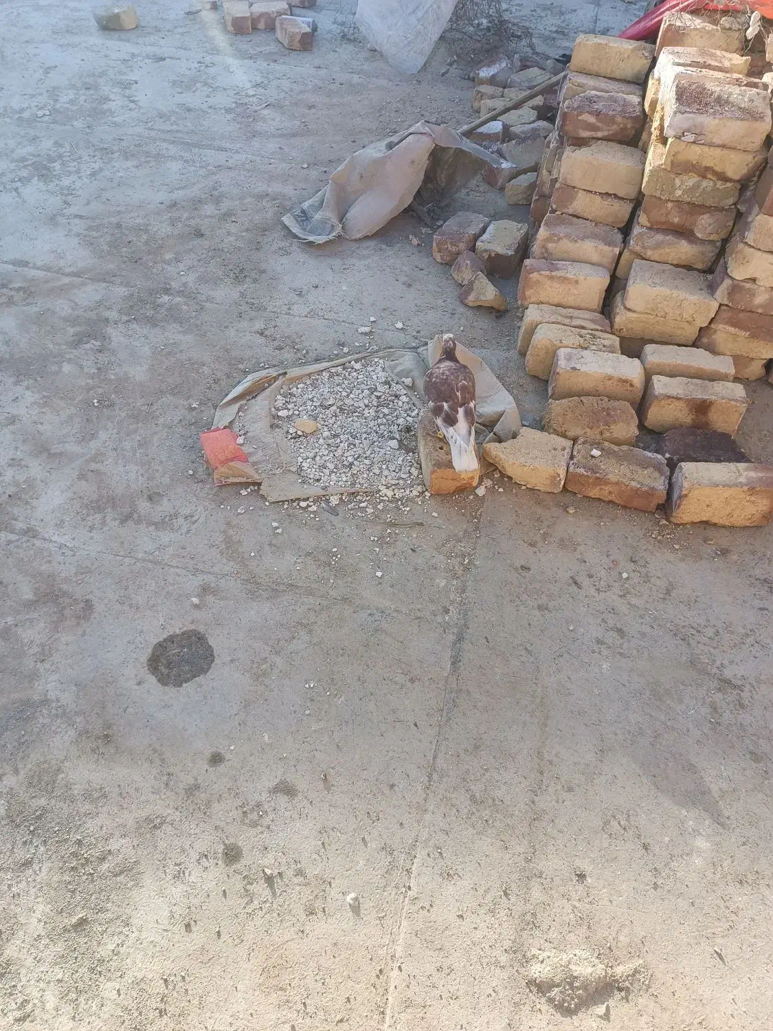 بورمگس|پرنده|زابل, |دیوار