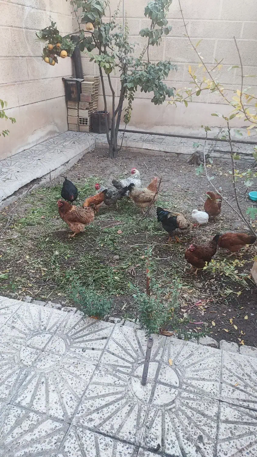 مرغ تخم گذار محلی و خروس محلی جوان|حیوانات مزرعه|محمدیه-قزوین, |دیوار