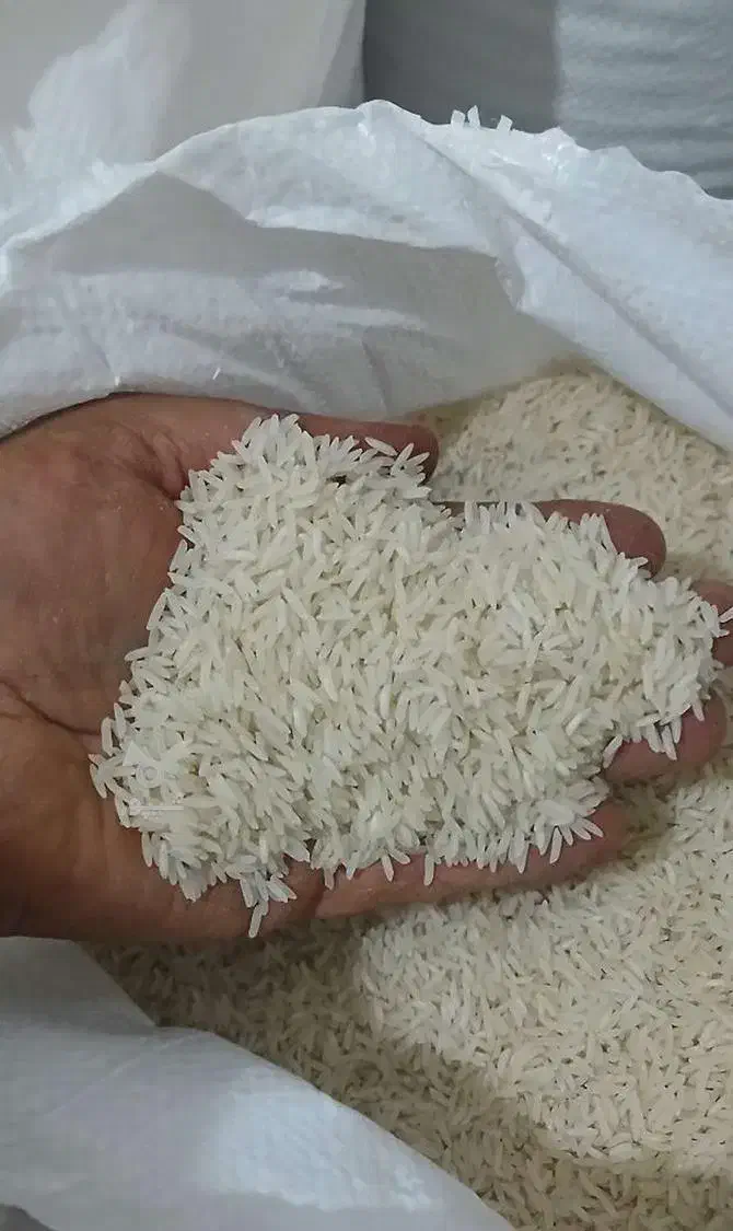 برنج طارم محلی|خوردنی و آشامیدنی|قائم‌شهر, |دیوار