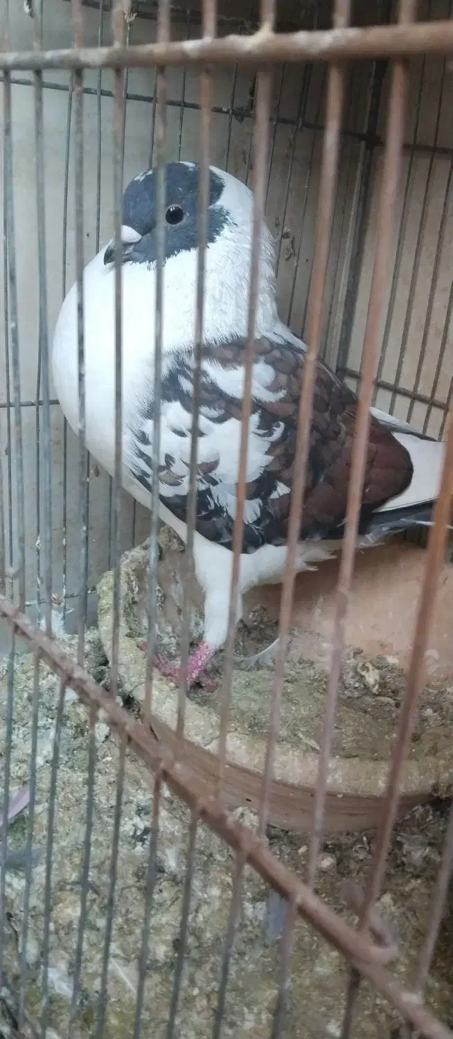 کفتر پرشی|پرنده|رباط‌کریم, رباط‌کریم|دیوار