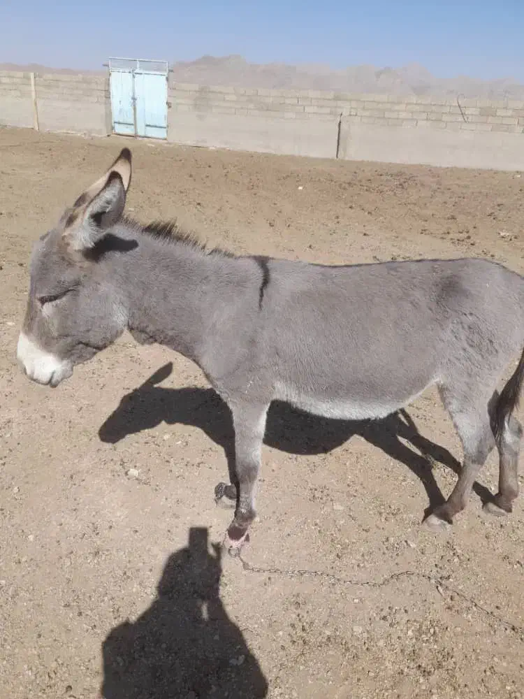 یک الاغ نر جوان|حیوانات مزرعه|شهرضا, |دیوار