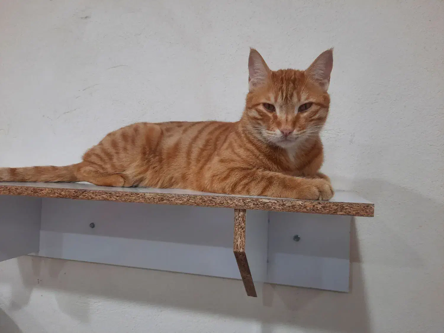 گربه گمشده|گربه|بندر گز, |دیوار