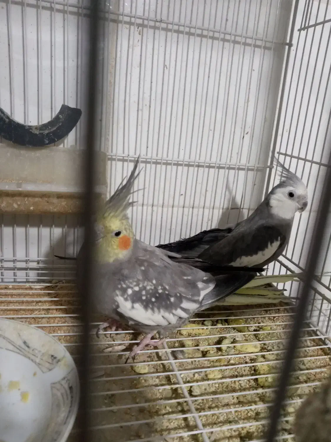 پرنده|پرنده|تربت جام, معدآباد|دیوار