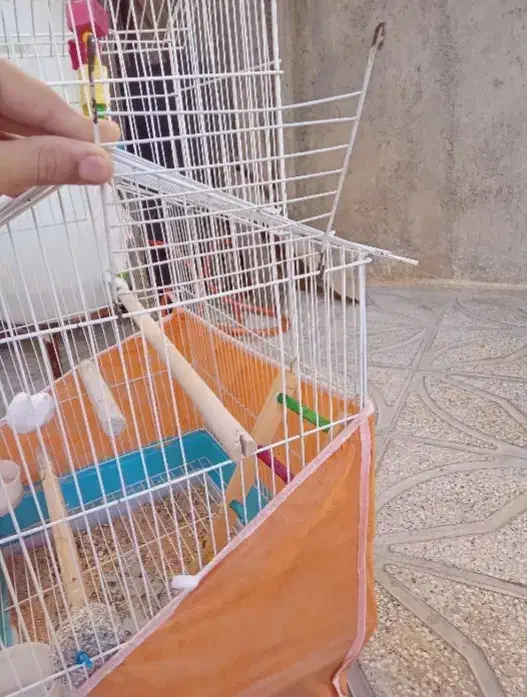 قفس و وسایل پرنده|لوازم جانبی حیوانات|بانه, |دیوار