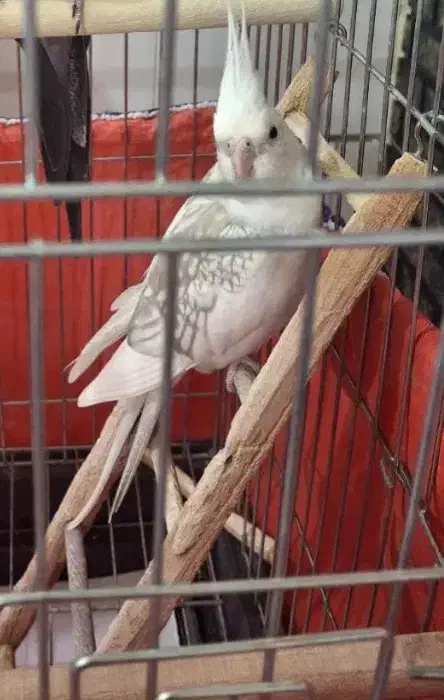 عروس هلندی،طوطی برزیلی،فنج،م با ملنگو و راهب|پرنده|شیراز, شهرک پرواز|دیوار