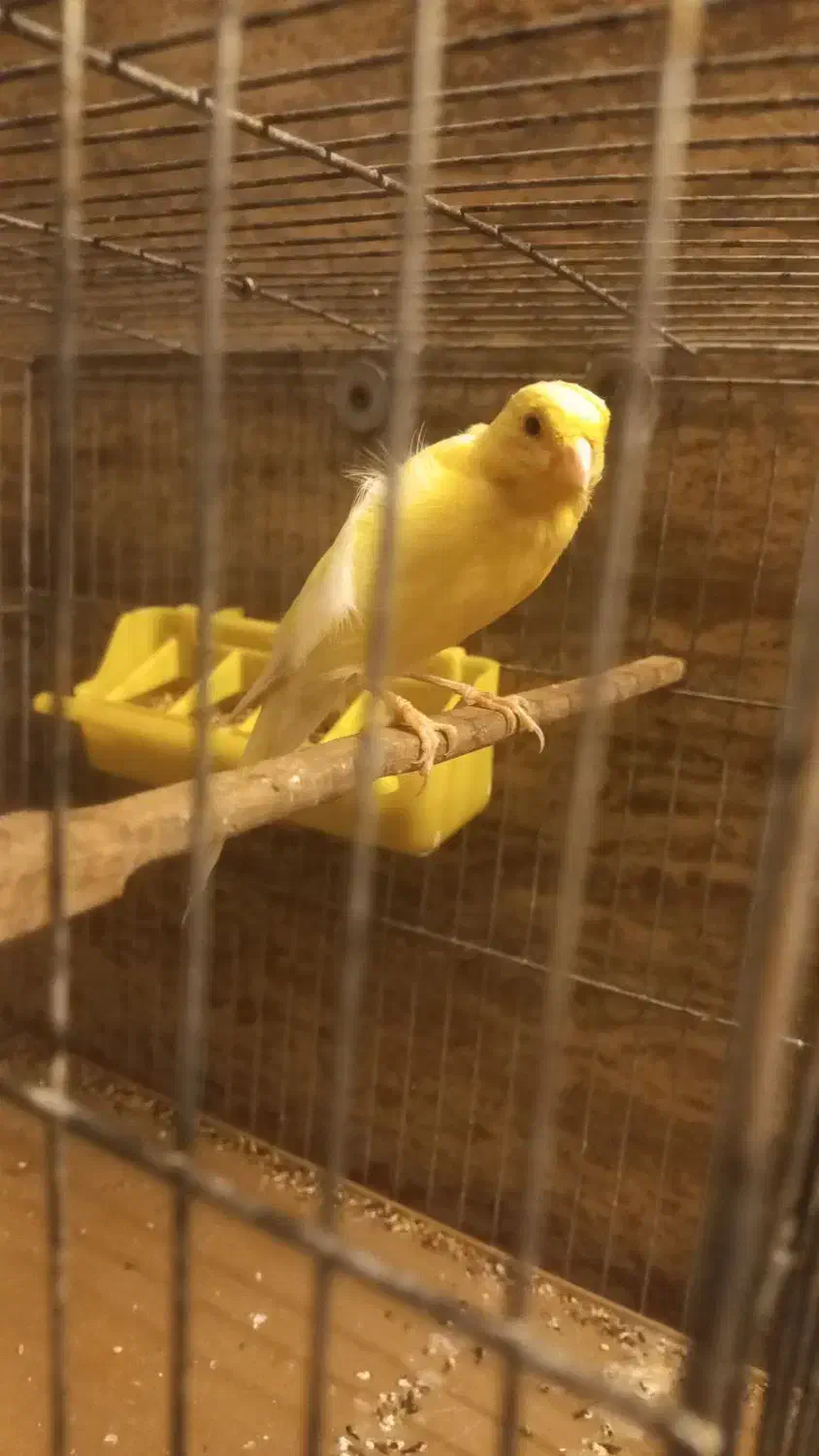 فروش قناری نر بخون حرفیی مست مست|پرنده|آمل, |دیوار