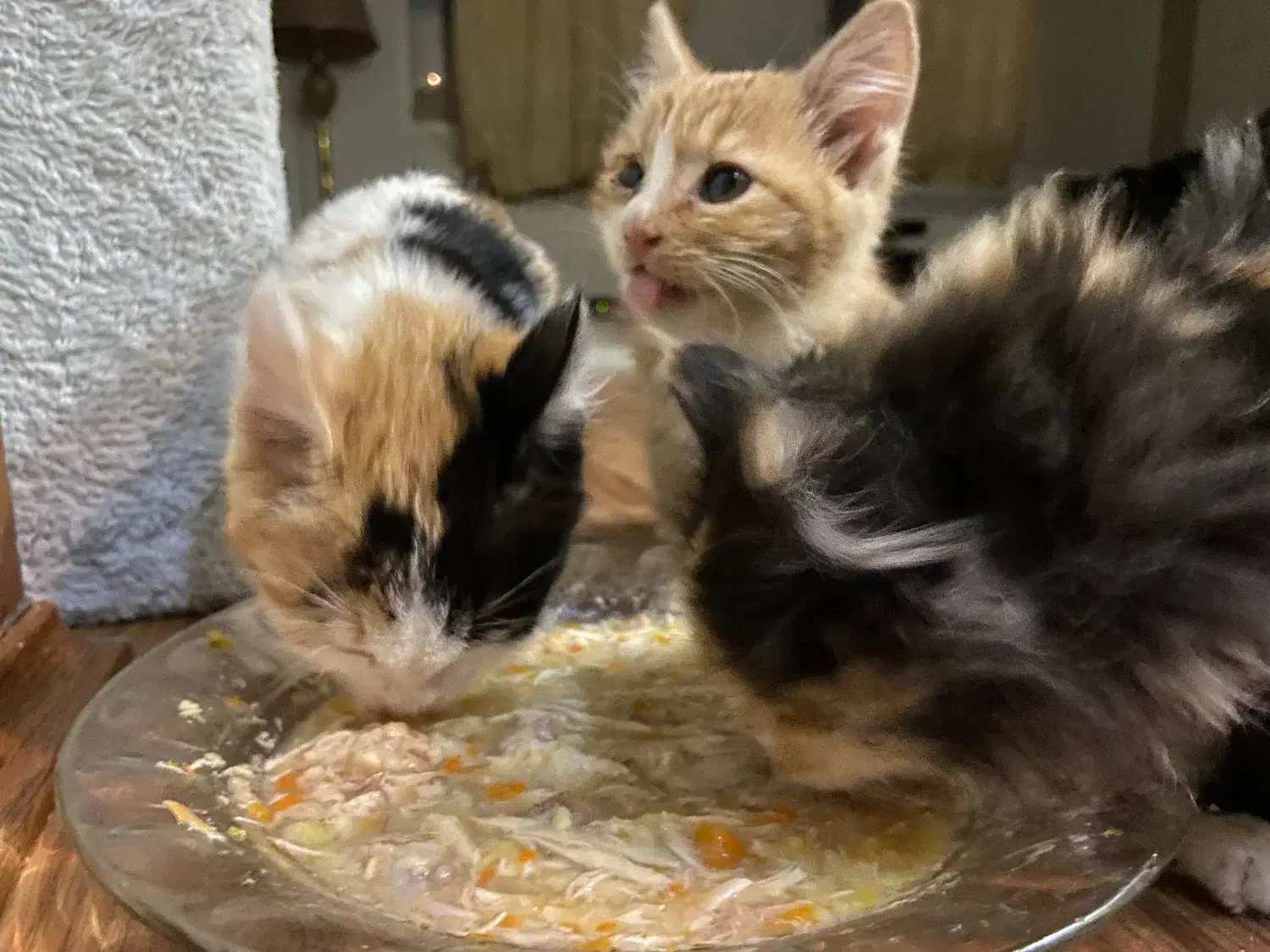 واگذاری سه تا بچه گربه|گربه|پردیس, فاز ۲|دیوار