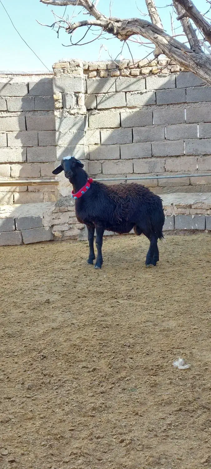 بره قوچی|حیوانات مزرعه|تربت جام, خیرآباد|دیوار