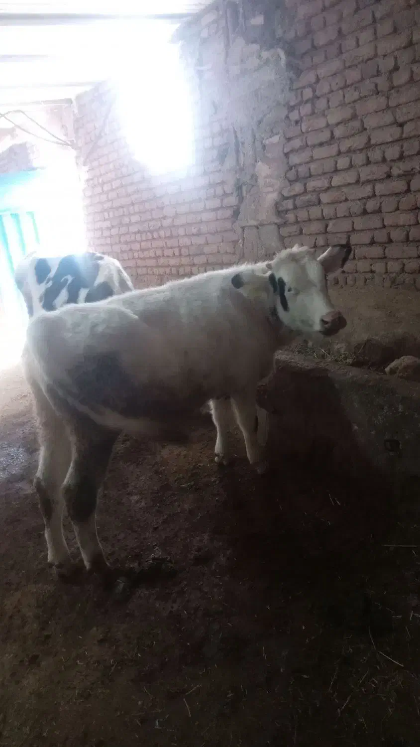 ۲راس گوساله نر|حیوانات مزرعه|ثمرین, |دیوار