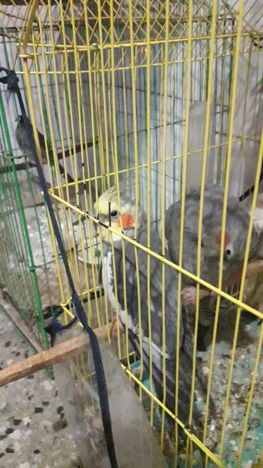 عروس پاریس|پرنده|سوسنگرد, |دیوار