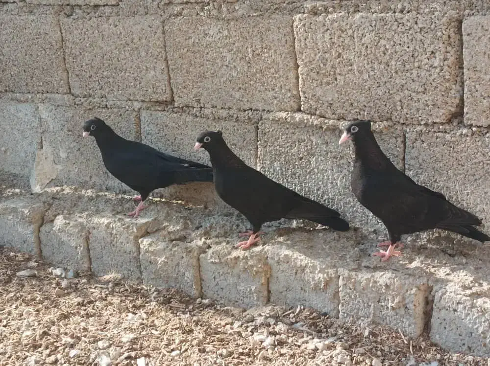 تعدادی کبوتر فروشی|پرنده|بندر گناوه, |دیوار