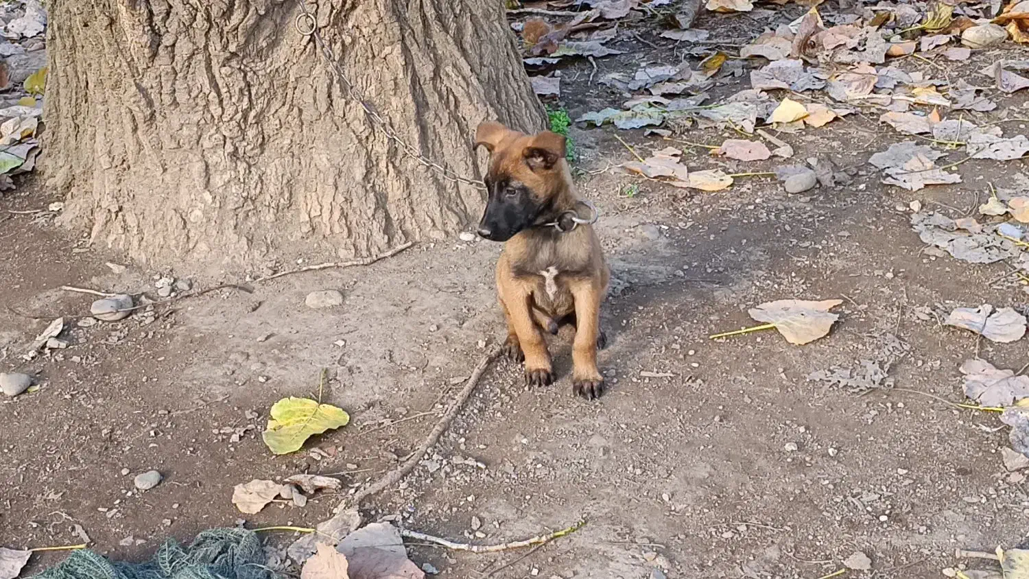 فروش توله مالینوز پدر و مادر وارداتی.|سگ|سلمانشهر, |دیوار