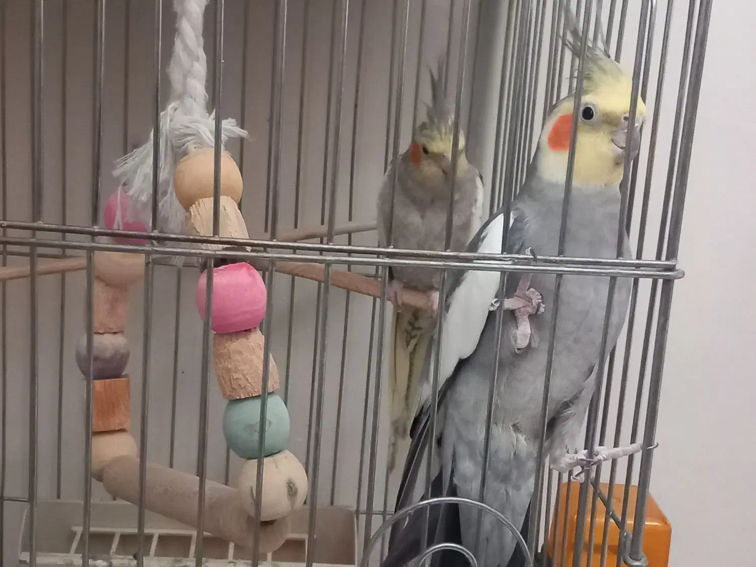 یک جفت عروس هلندی|پرنده|فردیس, فردیس|دیوار