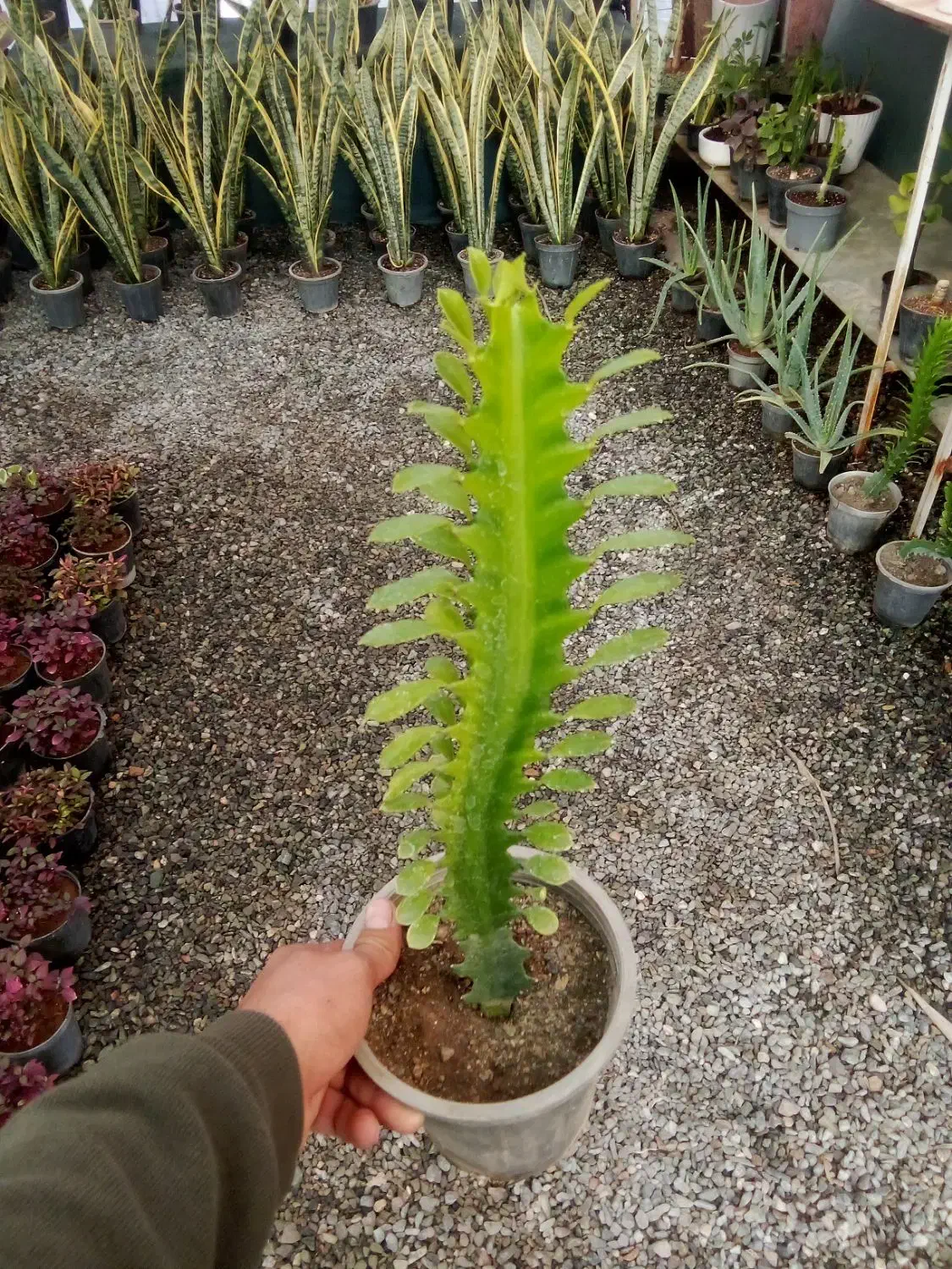 بار جدید انواع گلهای آپارتمانی|گل و گیاه طبیعی|بیرجند, |دیوار