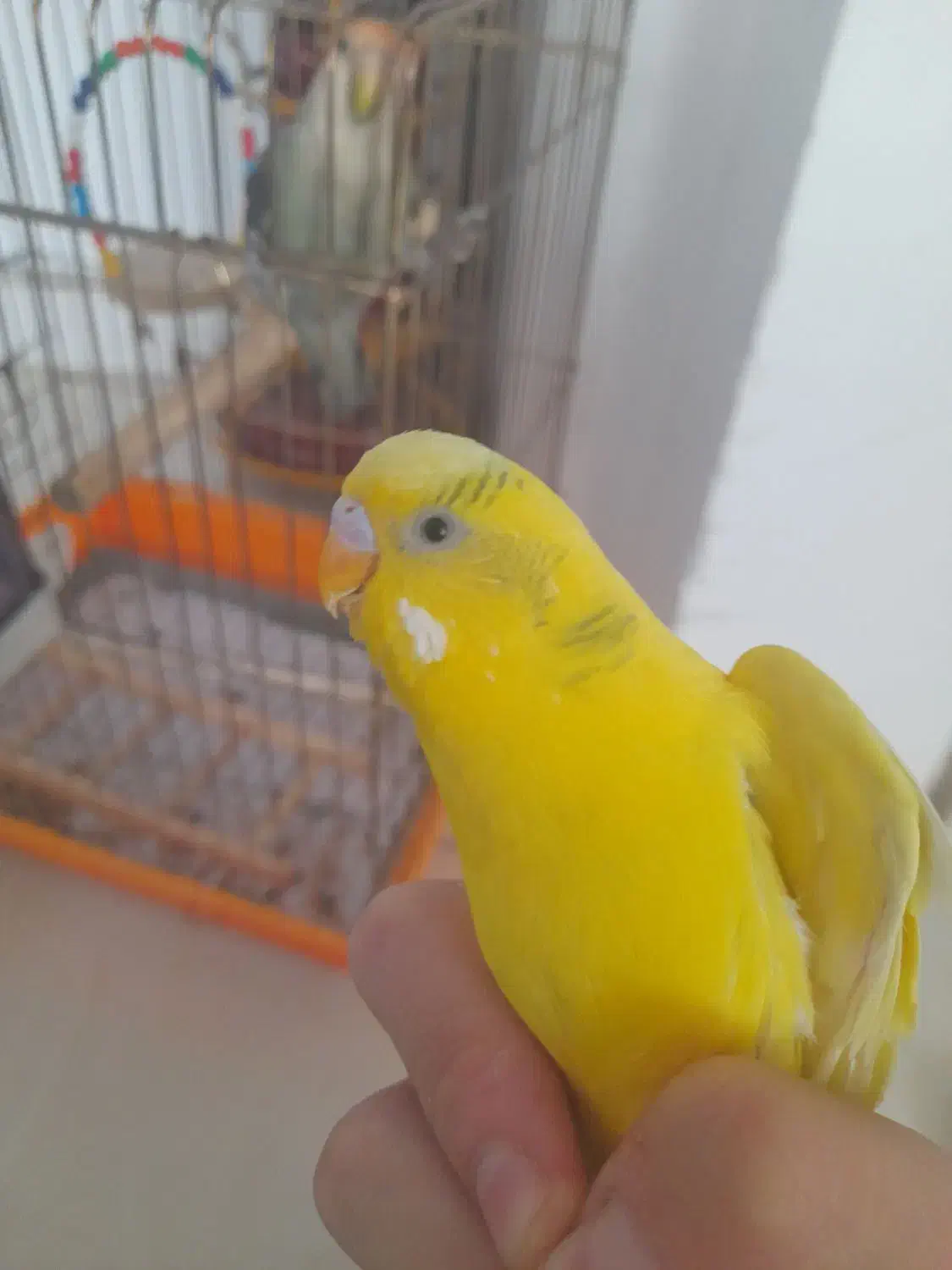 مرغ عشق|پرنده|محمدیه-قزوین, |دیوار