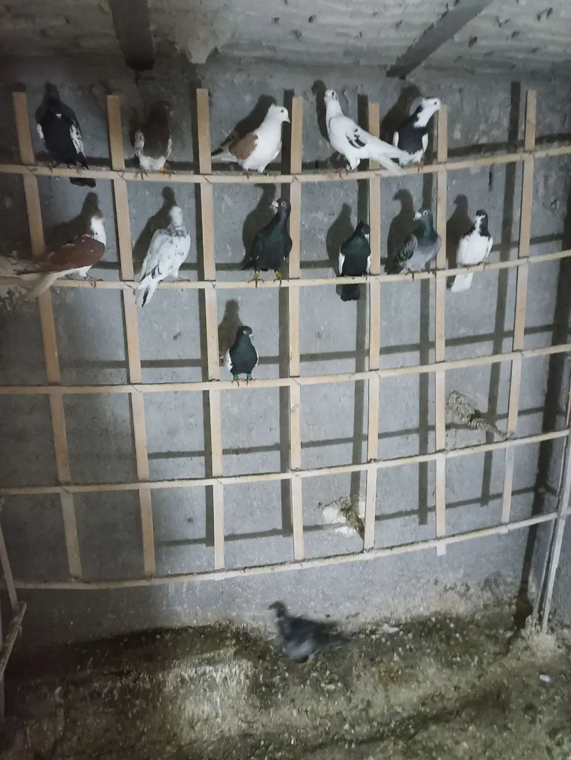 کفتر|پرنده|فاروج, |دیوار