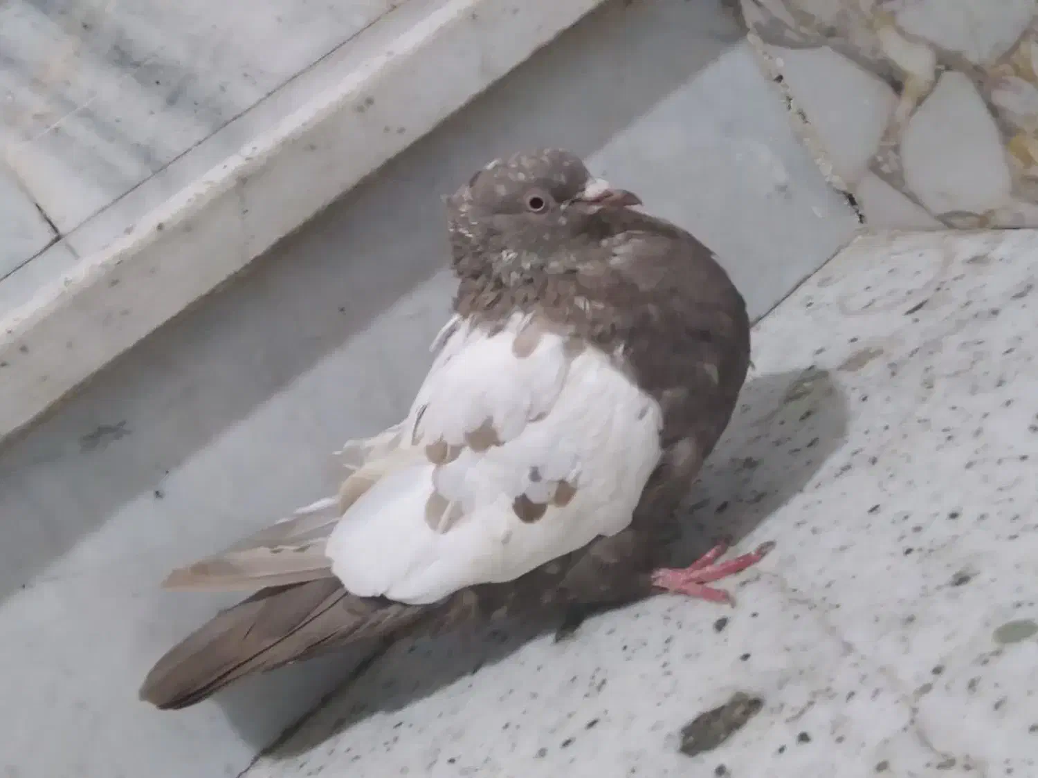 سینه مشکی ماده کاکلی|پرنده|مشهد, هفده شهریور|دیوار