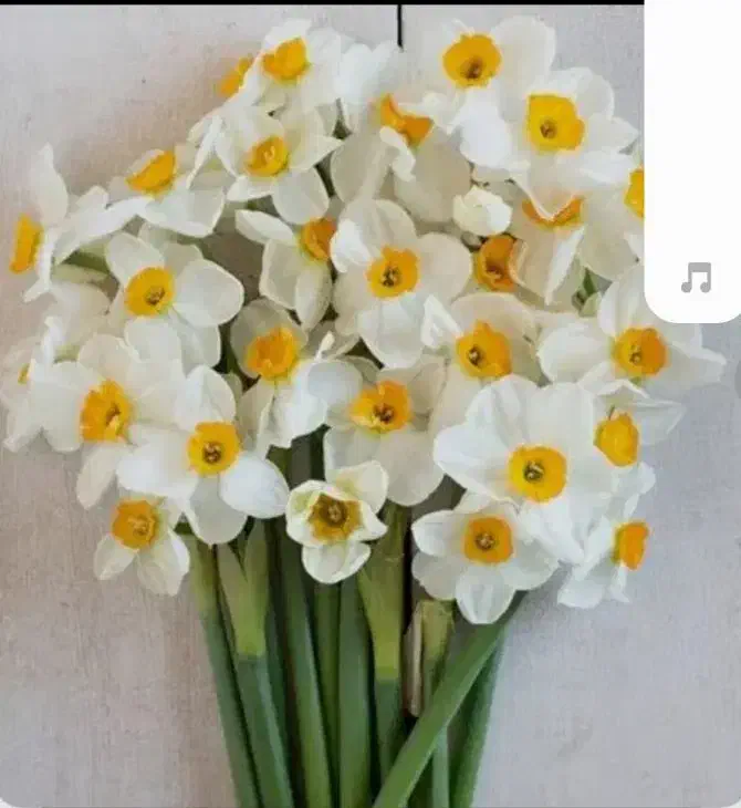 گل نرگس شیراز|گل و گیاه طبیعی|یزد, |دیوار