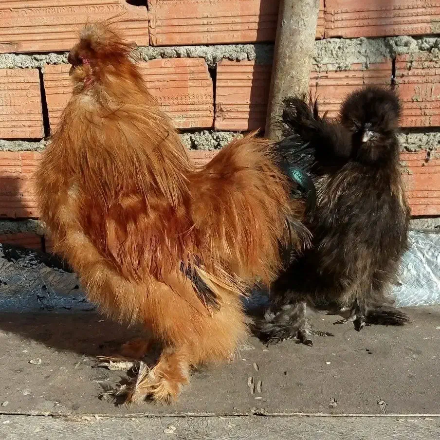 تخم نطفه دار مرغ ابریشمی و کوشین و برهما و...|حیوانات مزرعه|تهران, نیلوفر|دیوار