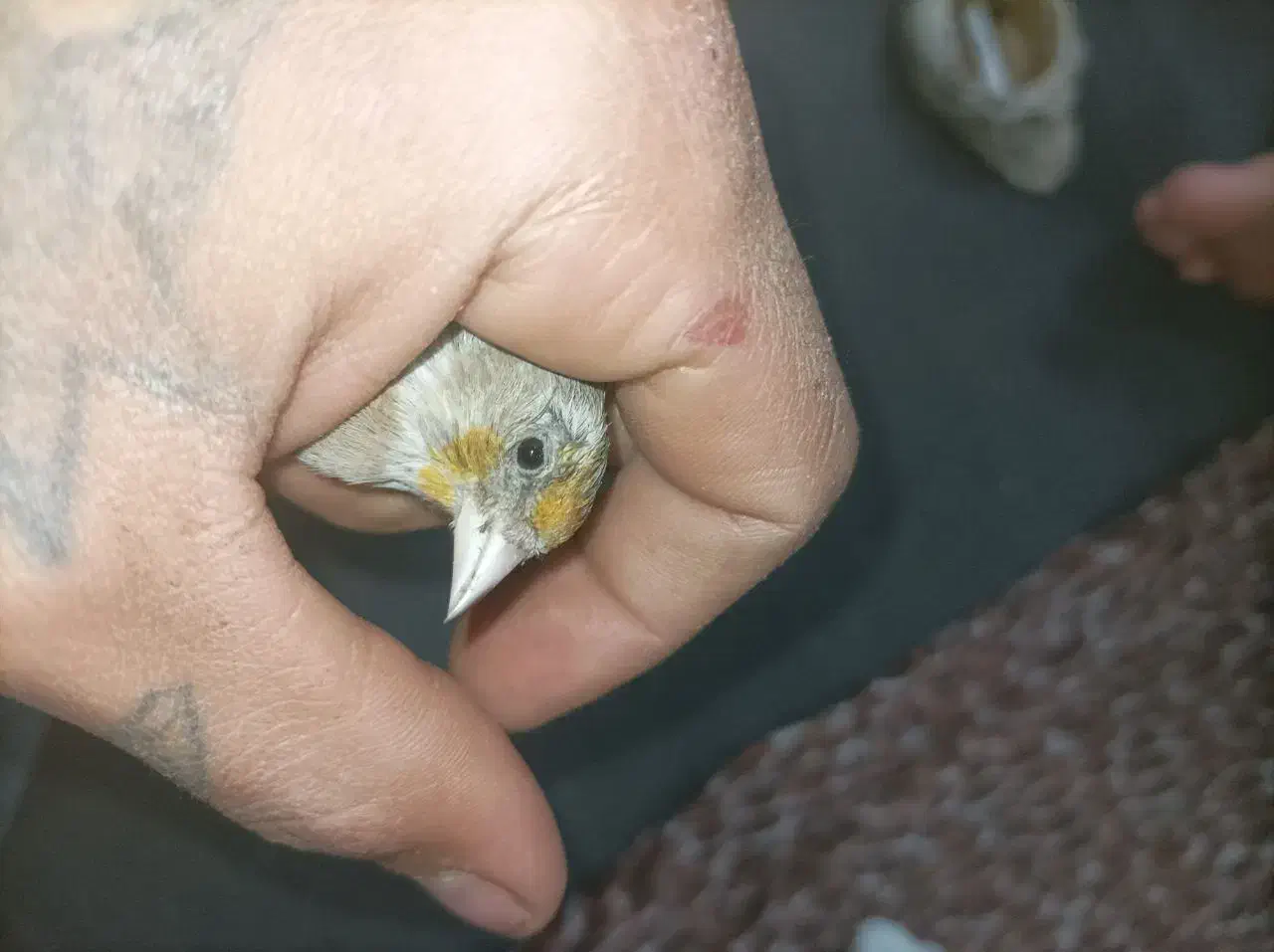 سهره قناری نر|پرنده|قم, قلعه کامکار|دیوار