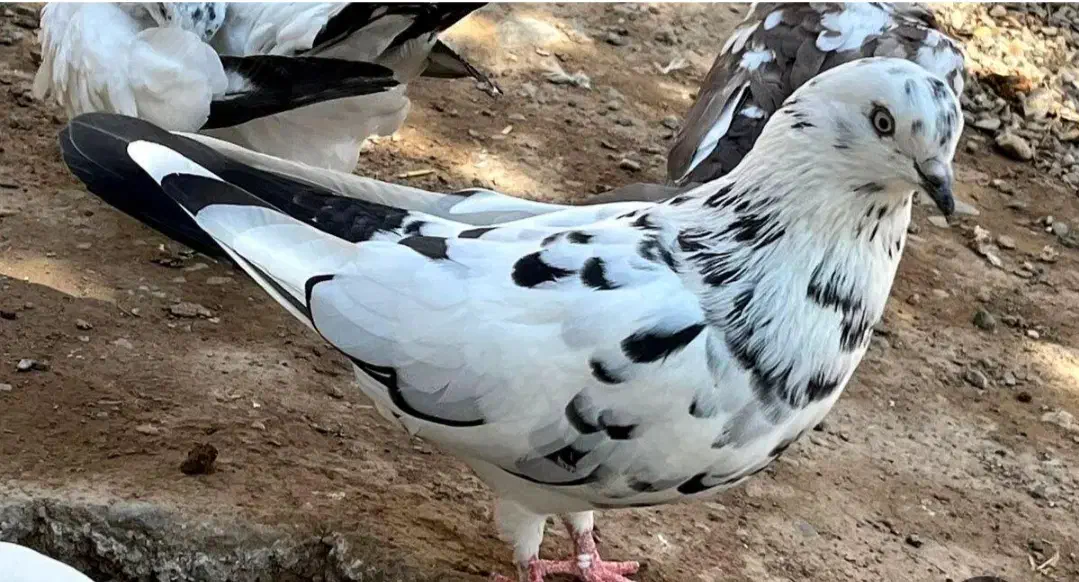 11عدد کفتر به قیمت مناسب|پرنده|پارسآباد, |دیوار