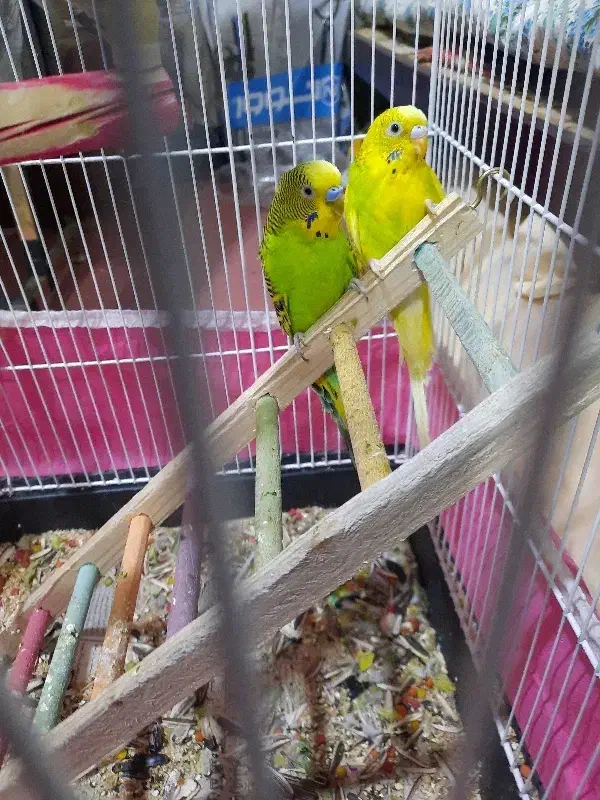 مرغ عشق|پرنده|شیراز, وحدت|دیوار