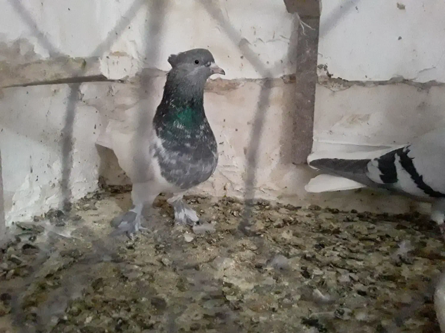 کبوتر|پرنده|شیراز, شهرک گلستان|دیوار