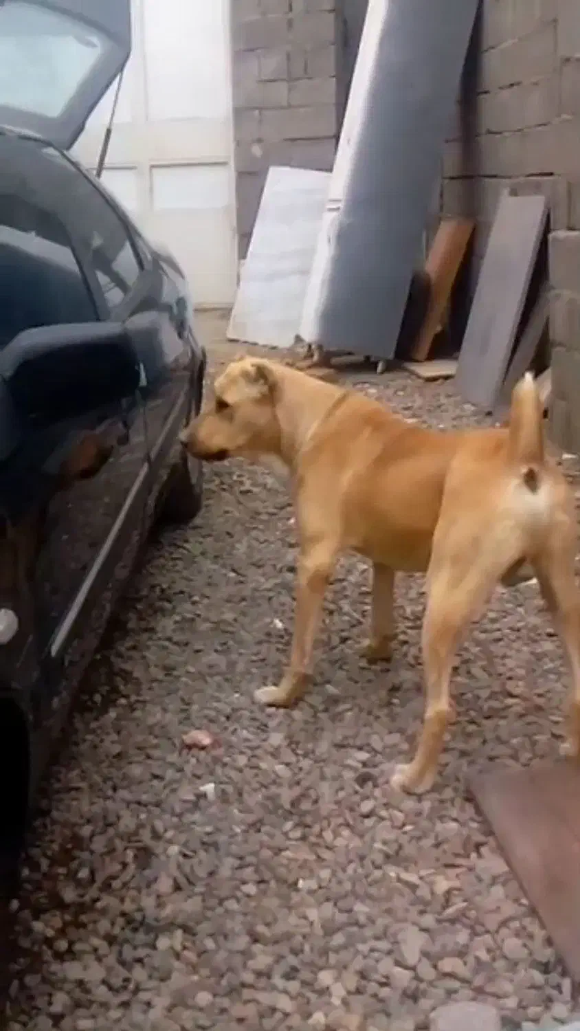 سگ نژاد دار|سگ|مشهد, طبرسی شمالی|دیوار