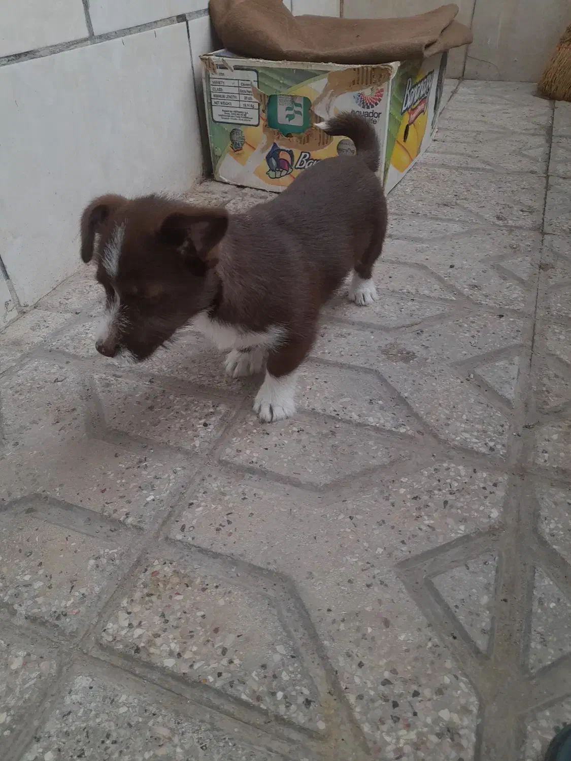 سگ پا کوتاه|سگ|مشهد, کوی دروی|دیوار