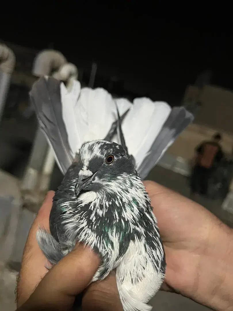 کفتر پرشی|پرنده|پاکدشت, پاکدشت (مامازند)|دیوار